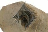 Trident Walliserops Trilobite - Exceptional Preparation #310514-4